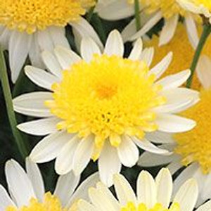 Argyranthemum 'Honeycomb' 14cm Argyranthemum 'Honeycomb' 14cm