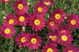 Argyranthemum 'Angelic Burgund 2.5L