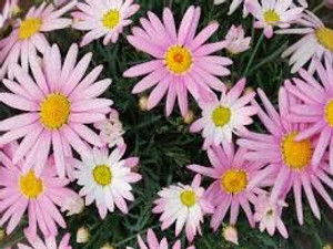 Argyranthemum 'Angelic Giant P 2.5L
