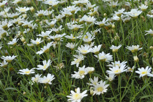 Argyranthemum 'Angelic White C 2.5L