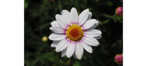 Argyranthemum 'Barbie' 14cm Argyranthemum 'Barbie' 14cm