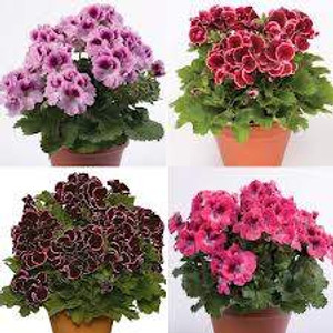 Pelargonium Assorted 15cm