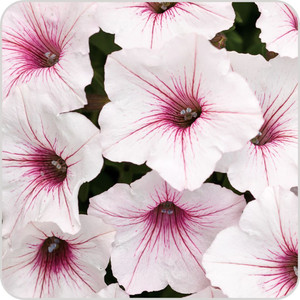 Petunia 'Bubblegum Silverberry 1.5L Petunia 'Bubblegum Silverberry 1.5L