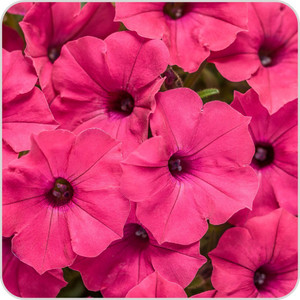 Petunia 'Bubblegum Fuchsia' 1.5L Petunia 'Bubblegum Fuchsia' 1.5L