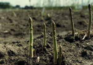 Asparagus - Pacific Challenger 6L Asparagus - Pacific Challenger 6L