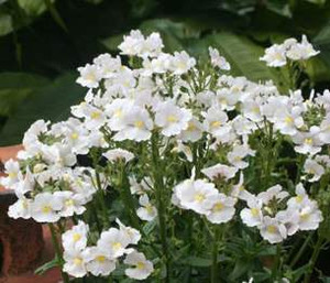 Nemesia 'Innocence White' 1.5L Nemesia 'Innocence White' 1.5L