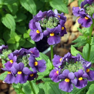 Nemesia 'Innocence Dark Blue' 1.5L Nemesia 'Innocence Dark Blue' 1.5L
