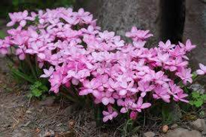 Rhodohypoxis Assorted 1L