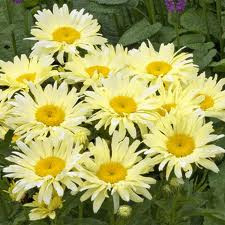 Leucanthemum 'Banana Cream' 1.5L