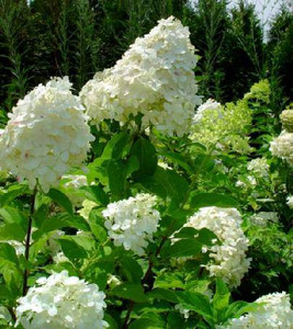Hydrangea p 'Limelight' 3.3L Hydrangea p 'Limelight' 3.3L