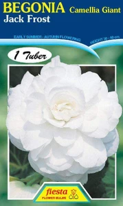 Begonia 'Jack Frost'