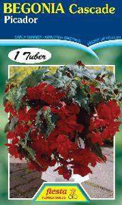 Begonia 'Picador' Begonia 'Picador'