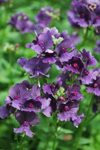 Nemesia 'Blueberry Ripple' 14cm Nemesia 'Blueberry Ripple' 14cm