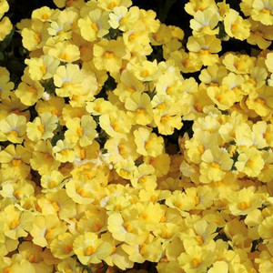 Nemesia 'Sunsatia Quince' 1.5L Nemesia 'Sunsatia Quince' 1.5L
