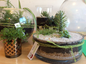 Planted Glassware $ 69.99