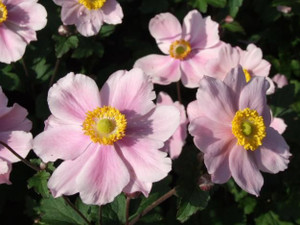 Anemone japonica 'Pink' 2.5L