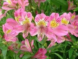 Alstroemeria 'Pink Star' 2L