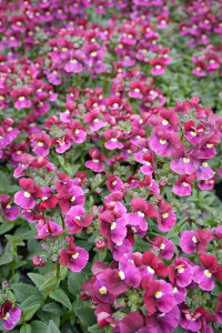 Nemesia 'Bordeaux' 14cm Nemesia 'Bordeaux' 14cm