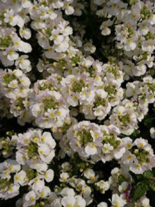 Nemesia 'Vanilla' 14cm Nemesia 'Vanilla' 14cm