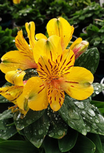 Alstroemeria 'Inca Gold Rush' 2.5L