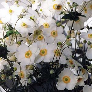 Anemone japonica 'White' 2.5L