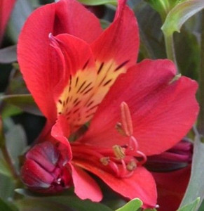 Alstroemeria 'Tall Red' 2L