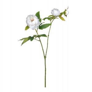 Boston Peony - White