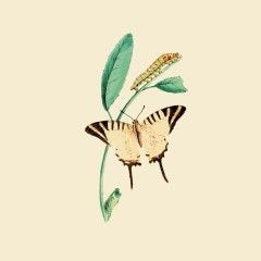 Luncheon - Nature Butterfly