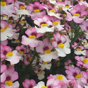 Nemesia 'Sunsatia Lychee' 1.5L Nemesia 'Sunsatia Lychee' 1.5L