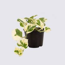 Epipremnum aureum 'N'Joy' 12cm