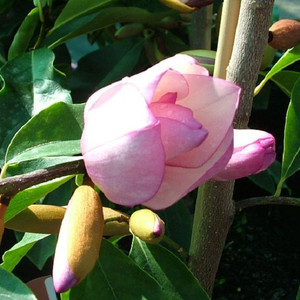 Michelia 'Paton Pink' 3.3L