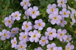Bacopa scopia 'Gulliver Lilac' 1.5L