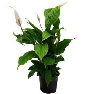 Spathiphyllum 'Benito' 15cm