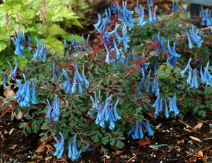 Corydalis 'Blue Heron' 9cm