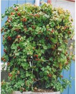 Hybridberry 'Berry Delight' 3L (92226) 3L