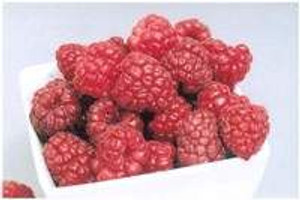 Raspberry 'Aspiring' 3L (92238) 3L