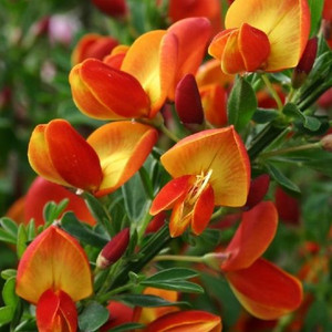 Cytisus dallimorei 'Lena' 2.5L