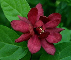 Calycanthus 'Hartage Wine' 6L
