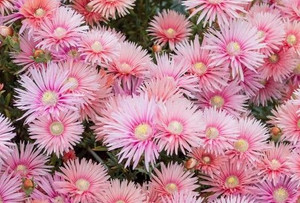 Lampranthus 'Coral Explosion' 1.5L Lampranthus 'Coral Explosion' 1.5L