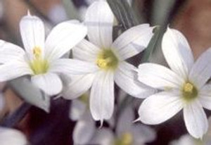 Sisyrinchium 'Snow Bells' GOL