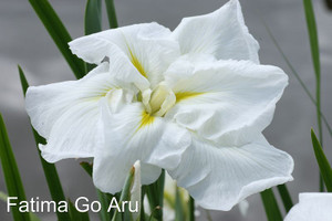 Iris Japanese 'Assorted' 2L (82293) 2L (112647) 2L Iris Japanese 'Assorted' 2L (82293) 2L (112647) 2L