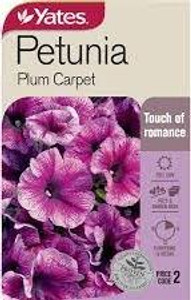 Yts Petunia Plum Carpet - 2 Yts Petunia Plum Carpet - 2