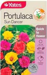 Yts Portulaca Sundancer - 1
