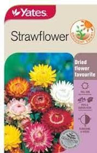 Yts Strawflower - 1 Yts Strawflower - 1