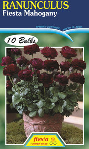 Ranunculus 'Fiesta Mahogany'
