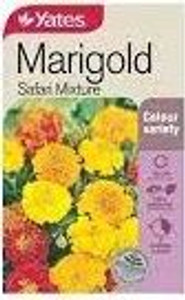 Yts Marigold Safari - 2