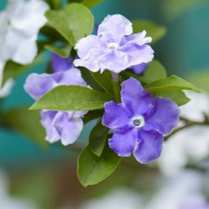 Brunsfelsia l 'Tiny Dancer' 2.5L