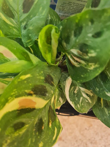 Maranta leuconeura 'Kerchovean 12cm