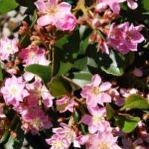 Raphiolepis indica 'Enchantres 2L