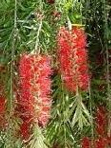 Callistemon 'Red Willow' 3.3L Callistemon 'Red Willow' 3.3L
